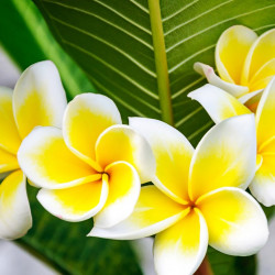 Plumeria