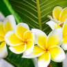 Plumeria