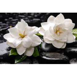Gardenia